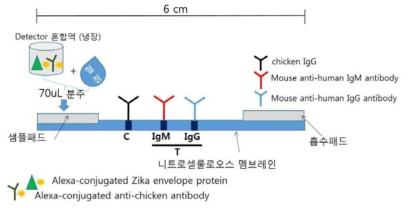 Shematic diagram of fluourescent immunochromatographic test kit for Zika virus IgM/IgG detection