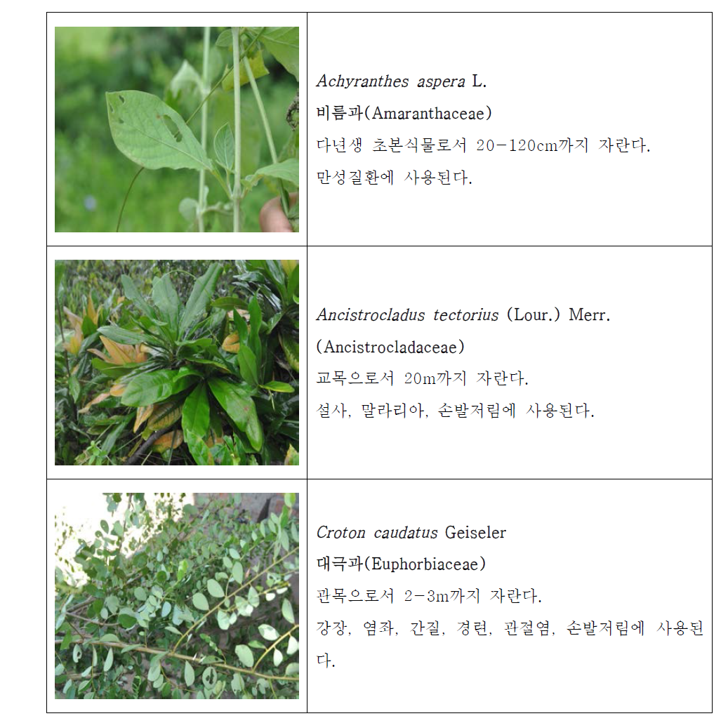 캄보디아의 유용성 정보 및 화상자료 예시