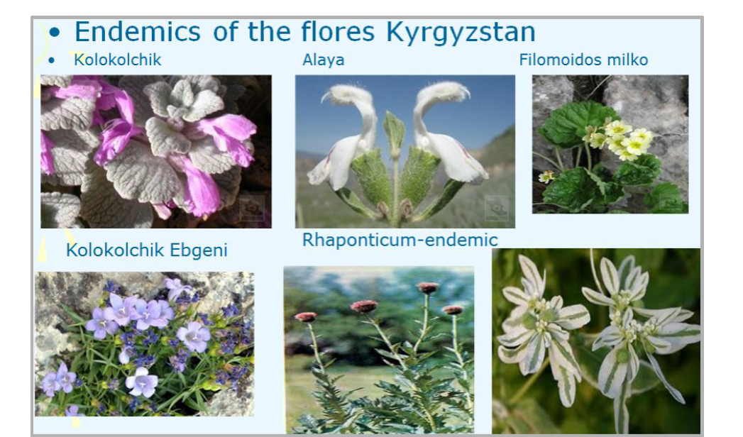 키르기스스탄의 고유종 식물