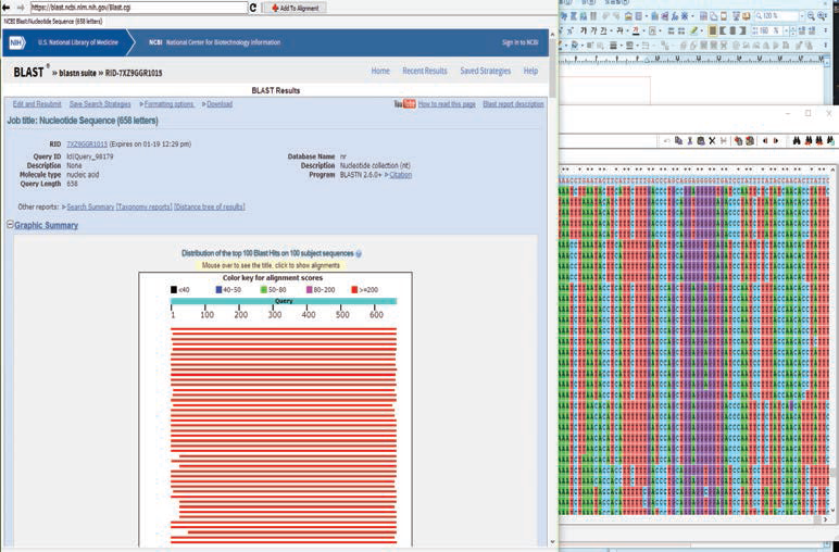 NCBI의 Blast Search를 이용한 DNA 바코드 유사도 분석
