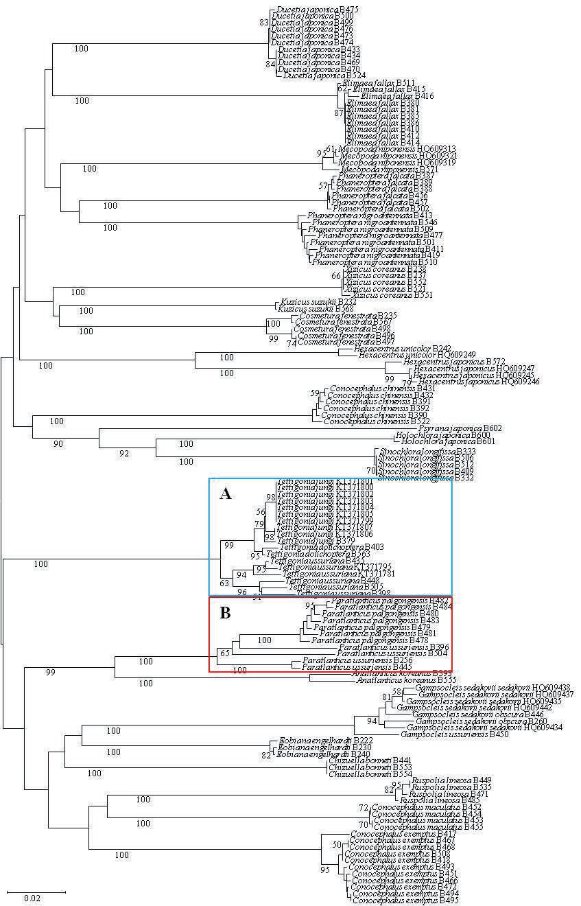 DNA 바코드를 이용한 여치과 27종의 Neighbor-joining tree