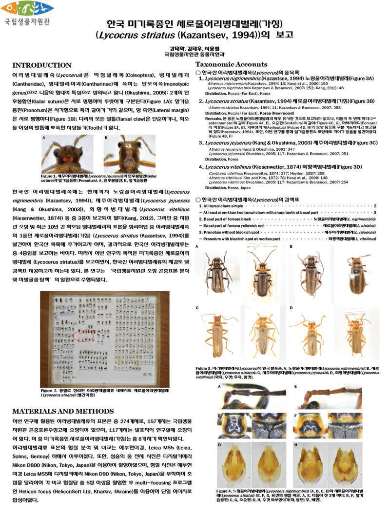 딱정벌레목 미발굴종 Lycocerus striatus의 학술발표 자료(한국응용곤충학회 추계학술대회)