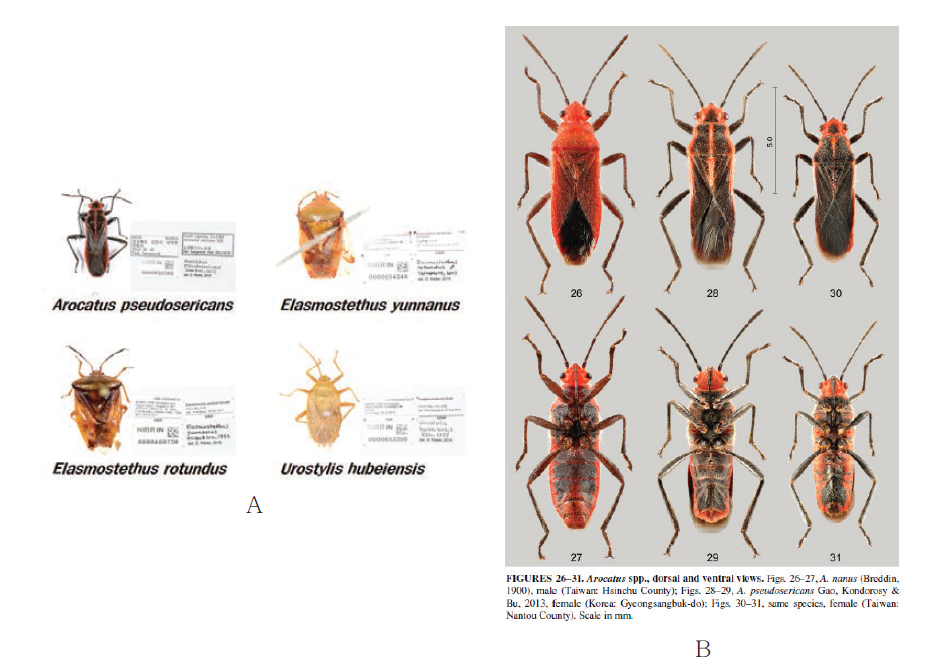 노린재목 미발굴종. A. 4종의 사진, B. Journal of Asia-Pacific Entomology에 논문 투고 중(Arocatus pseudosericans)