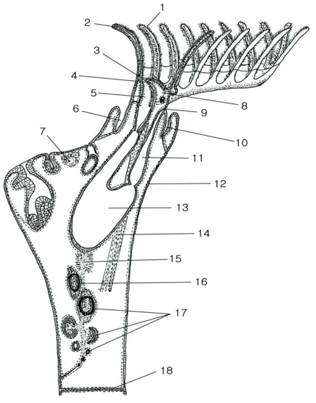 담수 태형동물의 개충 구조. 1. 섬모(cilia) 2. 촉수(tentacle) 3. 입(mouth) 4. 구상돌기(epistome) 5. 인두(pharynx) 6. 앞방(atrium) 7. 난소(ovary) 8. 신경절(ganglion) 9. 항문(anus) 10. 괄약근(sphincter) 11. 직장(rectum) 12. 표피(epidermis) 13. 위(pylorus) 14. 견인근(retractor muscle) 15. 정소(testis) 16. 소피자자루(funiculus) 17. 형성중인 휴면아(statoblast) 18. 격벽(septum) (Seo, 2005)