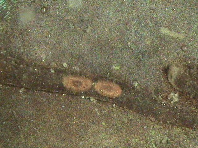 톱니깃털이끼벌레 군체 내에 있는 휴면아의 모습