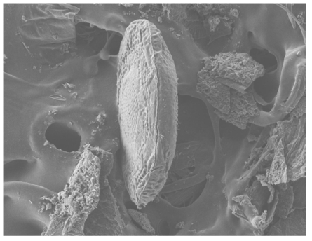 Plumatella sp. 휴면아를 수직으로 고정시킨 모습