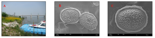 Plumatella reticulata Wood, 1998. A. 서식환경, B, C. 휴면아