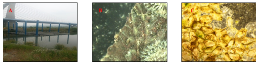 Hislopia prolixa Hirose and Mawatari, 2011. A. 서식환경, B, C. 군체