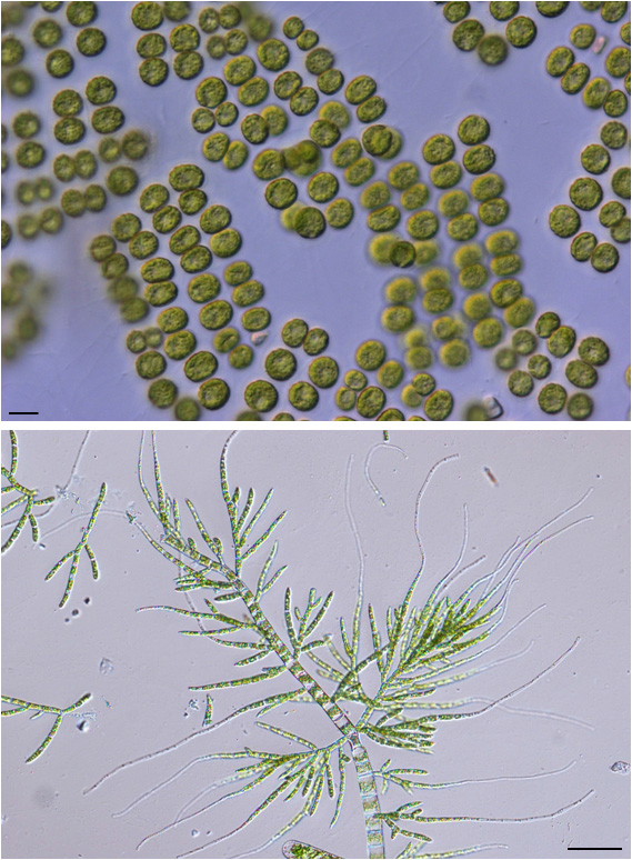 주요 출현종. 녹조류 A. Tetraspora lubrica, B. Draparnaldia glomerata (Scale bar A=10㎛, B=100㎛)