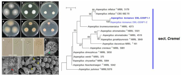 군산 신시도 산림지역의 토양에서 분리된 Aspergillus koreanus sp. nov. EML-GSNP1-1의 콜로니 및 균 형태 (좌)와 RNA polymerase II (RPB2), ITS & 28S rDNA 복합유전자에 기초한 계통수(우)