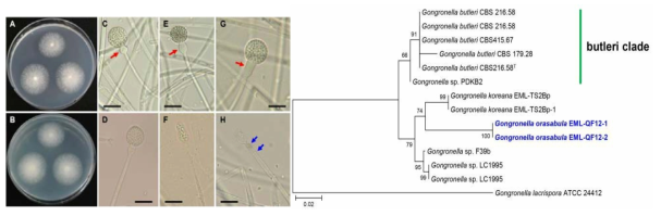 Gongronella orasabula EML-QF12-1 균주의 형태. A, B synthetic mucor agar (SMA) 배지상에서의 콜로니 (A: 앞면, B: 뒷면). C-G 다양한 형태의 중축 (붉은 화살표)을 갖는 성숙한 포자낭과 포자낭. H Collarette을 갖는 Columellae 및 2개의 격벽 (청색 화살표). Scale bars=20 μm (좌). rDNA 유전자 서열에 기초한 신종 Gongronella orasabula의 분자계통분류학적 지위 (Gongronella koreana와 근연해 있으며 butleri clade와 별개의 clade를 형성하는 것으로 나타남) (우)