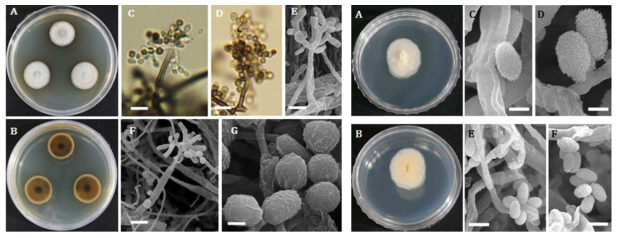 군산 신시도 산림 토양에서 분리된 미기록종. 좌: Oidiodendron tenuissimum EML-GSMF24-1, 우: Acremonium persicinum EML-GSNPF3-1