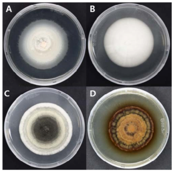 대구지역의 토양에서 분리된 미기록 균류의 콜로니 형태. A: Acremonium sclerotigenum, B: Simplicillium cylindrosporum, C: Trichocladium asperum, D: Viridispora diparietispora