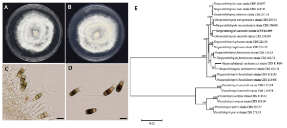 소양지역의 토양에서 분리된 미기록 균류 Neopestalotiopsis australis의 콜로니 형태(A, B)와 conidiogenous cells(C), conidia (D) 및 ITS, β-tubulin 및 EF1-α 복합유전자를 기반으로 한 계통수(E)