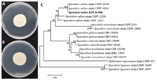 부여지역의 토양에서 분리된 미기록 균류 Sporothrix stylites의 콜로니 형태 (A, B)와 ITS, β-tubulin 복합유전자를 이용한 계통수 (C)