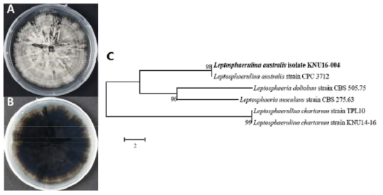 서울지역의 토양에서 분리된 미기록 균류 Leptosphaerulina australis의 콜로니 형태(A, B)와 ITS 및 SSU 복합염기서열을 이용한 계통수(C)