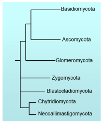 Dikarya를 구성하는 Ascomycota (자낭균문)와 Basidiomycota (담자균문)와 Monokarya를 구성하는 Zygomycota (접합균문) 등을 나타내는 주요 곰팡이 분류체계도