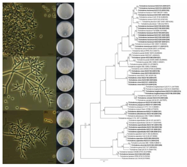 국내 미기록종 Trichoderma 3종의 미세구조와 콜로니 형태; TEF 유전자 염기서열을 기반으로 작성한 계통수