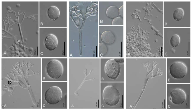 좌상: Hyaloperonospora arabidis-glabra KZITFG0000000009 (KUS-F25778), 중상: Hyaloperonospora cf. cleomes KZITFG0000000010 (KUS-F25462), 우상: Hyaloperonospora dentariae KZITFG0000000011 (KUS-F23320), 좌하: Hyaloperonospora aff. rorippae-islandicae KZITFG0000000006 (KUS-F23085), 중하: Hyaloperonospora thlaspeos-arvensis KZITFG0000000012 (KUS-F24060), 우하: H. nasturtii-montani KZITFG0000000024 (KUS-F22396)