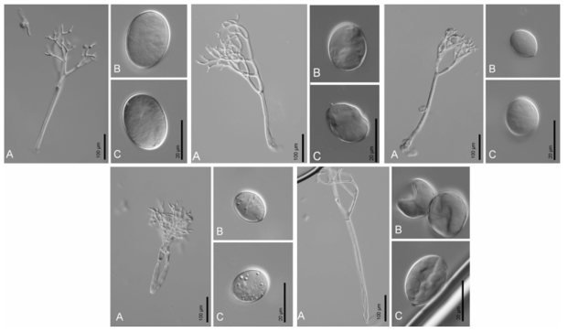 좌상: Peronospora stellariae-aquaticae KZITFG0000000015 (KUS-F26123), 중상: Peronospora alsinearum KZITFG0000000013 (KUS-F21011), 우상: Peronospora stellariae-uliginosae KZITFG0000000016 (KUS-F20953), 좌하: Peronospora pseudostellariae KZITFG0000000014 (KUS-F26706), 우하: Peronospora sp. KZITFG0000000016 (KUS-F26707)