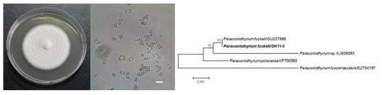 Paraconiothyrium fuckelii