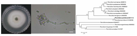 Penicillium pulvillorum