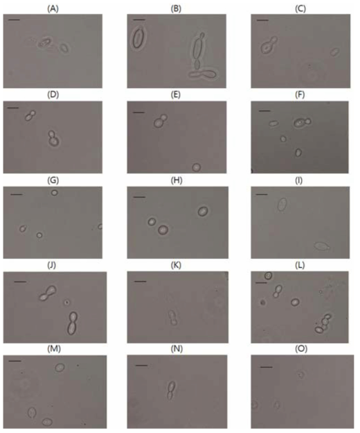 A; Asterotremella humicola JSL502, B; Bullera unica JSL501, C; Bulleromyces albus JSL505, D; Barnettozyma californica JSL503, E; Cryptococcus kuetzingii JSL508, F; Candida pseudolambica JSL506, G; Candida vaccinii JSL507, H; Cryptococcus vishniacii JSL509, I; Dioszegia takashimae JSL510, J; Erythrobasidium hasegawianum JSL193, K; Plowrightia periclymeni JSL514, L; Rhodotorula phylloplana JSL515, M; Rhodotorula pinicola JSL516, N; Sporisorium loudetiae JSL518, O; Schwanniomyces vanrijiae JSL517 (scale bar =2㎛)