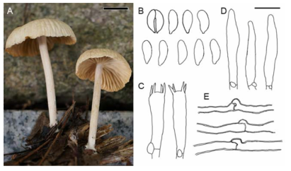 국내 미기록종 Gymnopus subnudus의 자실체와 미세구조