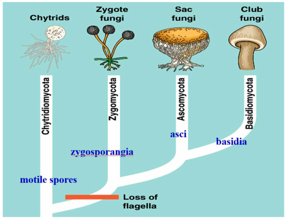 주요 균류 계통도 [flagella (편모)의 유무에 따라 여러 문 (phyla)을 보여주고 있으며 특히 병꼴균류와 기타 접합균류, 자낭균류, 담자균류의 계통수를 볼수 있음