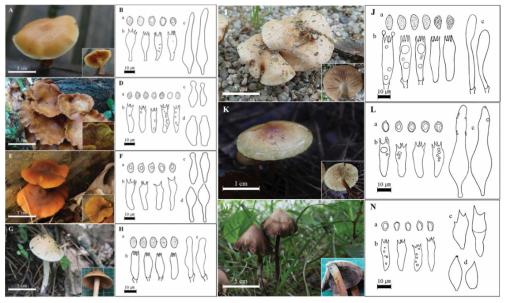 자생발굴사업을 통해 발견된 독청버섯과 미기록종의 형태적 특징 (Mycobiology, 2016, 44(3): 137-145). (A, B) Galerina marginata (SFC20140703-11), (C, D) Gymnopilus crociphyllus (SFC20140702-15), (E, F) Gymnopilus picreus (SFC20120919-41), (G, H) Hebeloma birrus (SFC20160721-43), (I, J) Hebeloma cavipes (SFC20160512-25), (K, L) Pholiota multicingulata (SFC20140826-06), (M, N) Psilocybe thaizapoteca (SFC20140723-26). (a) 담자포자, (b) 담자기, (c) 날낭상체, (d) 측낭상체