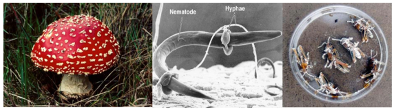 균류 다양성과 역할 [오늘날 의약적으로 관심받고 있는 버섯독을 생산하는 Amanita 야생버섯 (좌), 선충을 공격하는 균류 균사 (중), 해충에 기생하는 곤충병원성 곰팡이를 보여주고 있음 (우)]