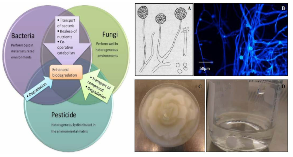 생태계에서의 분해자로서의 균류의 이용 [생물분해에서 균류와 세균에 의한 분해능 향상 차트 (좌)와 이를 담당하는 접합균류에 속하는 Mortierella 종의 사진 (우)].(Ellegaard-Jensen, 2012)