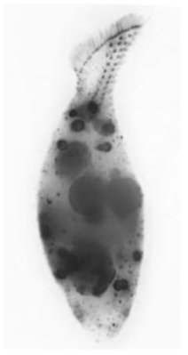 Cultellothrix coemeterii. Left side view of a protargol-impregnated specimen