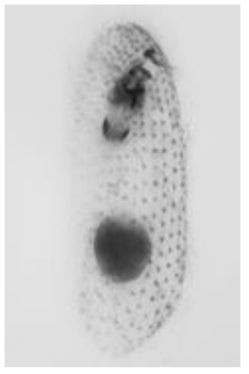 Furgasonia rubens. Ventral view of a protargol-impregnated specimen