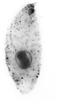 Grossglockneria acuta. Right side view of a protargol-impregnated specimen