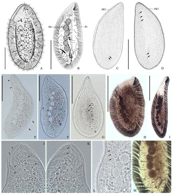 Morphology of Kentrophyllum setigerum from live (A, E-G¸­J-L) and protargol-impregnated (B-D, H-I, M) specimens. A, E-G, Appearance of live individuals, peribuccal papillae (arrowheads in E), spines (arrows in E), nuclei (arrows in F), suture (arrowhead in G), contractile vacuoles (arrows in G); B, H, I, Nuclei, extrusomes, and nematodesmata with protargol-impregnation. C, D, Ciliary pattern after protargol-impregnation, left (C) and right (D) sides; J, K, Anterior region, peribuccal papillae (arrowheads in J), extrusomes (arrows in J), suture (arrows in K); L, M, Inside body, somatic kineties (arrows in L), cirri of feeding hypotrichs (arrows). Scale bars=50 μm (A-D), 100 μm (E-I)
