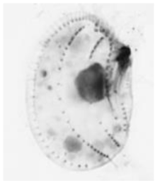 Leptopharynx costatus costatus. Right side view of a protargol-impregnated specimen