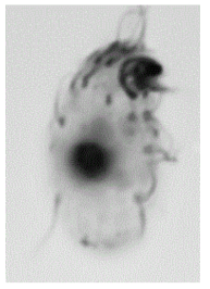 Nivaliella plana. Right side view of a protargol-impregnated specimen