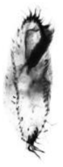 Notohymena antarctica. Ventral view of a protargol-impregnated specimen