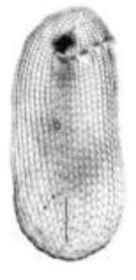 Obertrumia gracilis. Ventral view of a protargol-impregnated specimen