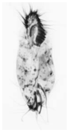 Oxytrichella mahadjacola. Ventral view of a protargol-impregnated specimen
