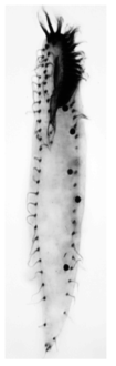 Paragastrostyla terricola. Ventral view of protargol-impregnated specimen