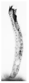 Periholosticha paucicirrata. Ventral view of a protargol-impregnated specimen