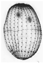 Pinacocoleps pulcher. Ventral view of protargol-impregnated specimen