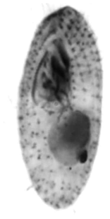 Sathrophilus muscorum. Ventral view of protargol-impregnated specimen