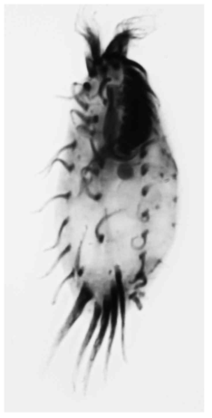 Tachysoma humicola humicola. Ventral view of protargol-imprengated specimen
