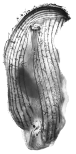 Trithigmostoma bavariensis. Ventral view of protargol-imprengaed specimen