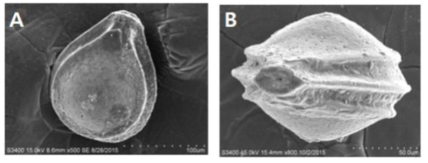SEM image of Cerebrina claricerviculata (McCulloch, 1977). A, side view; B, apertural view
