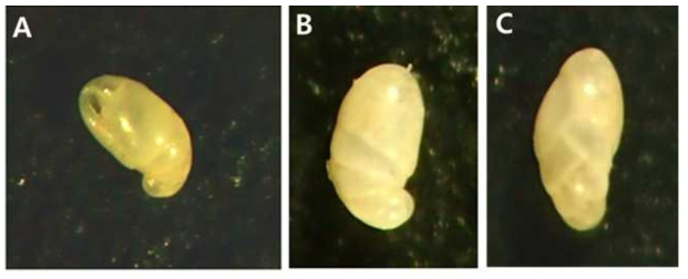 SEM images of Evolvocassidulina tenuis (Phleger  side view