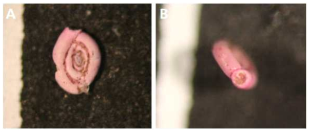 Photograph of Spiroloculina cf. neocircularis McCulloch, 1977. A, side view; B, apertural view